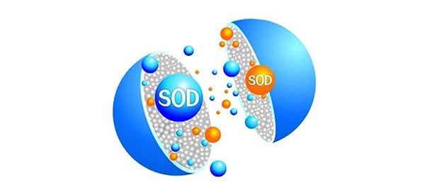 超氧化物歧化酶( SOD )