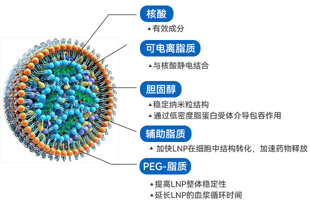 LNP结构 LNP结构